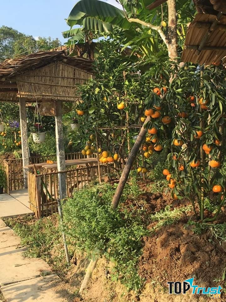 Vườn quýt hồng Bá Chuốt