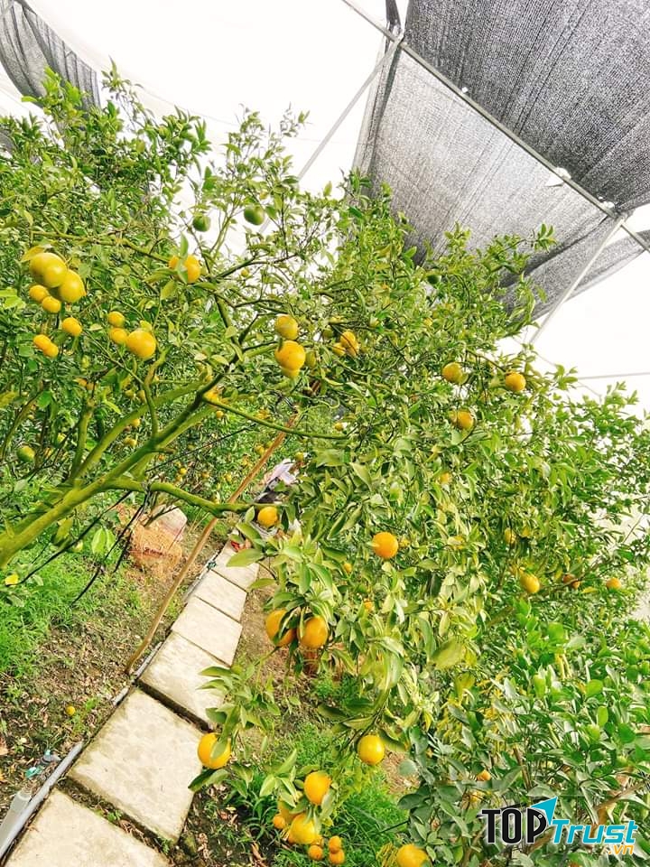 Vườn quýt hồng Hồng Danh