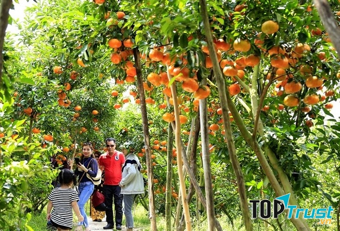 Vườn quýt hồng Lai Vung