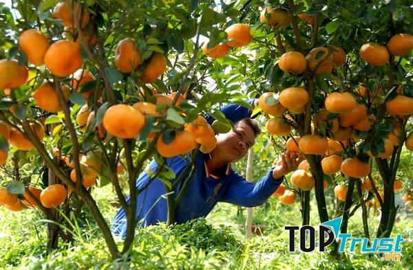 Vườn quýt hồng Lai Vung