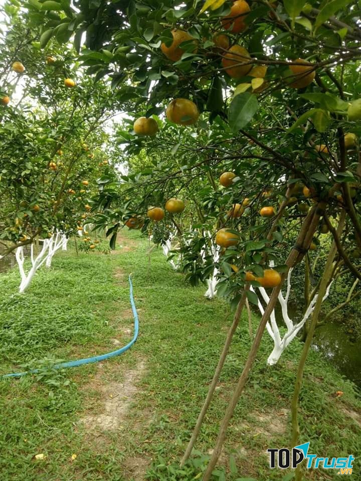 Vườn quýt hồng Lan Anh