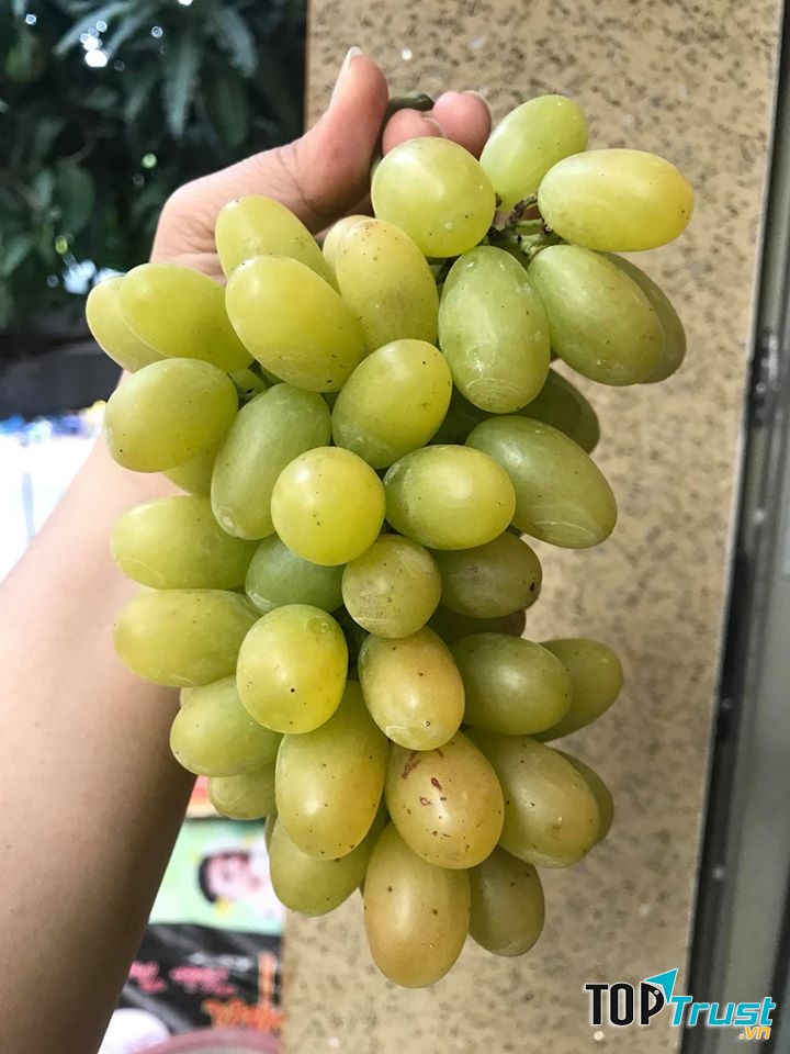 Vườn Rau Sạch - Chuyên Thực Phẩm Sạch & Hữu Cơ