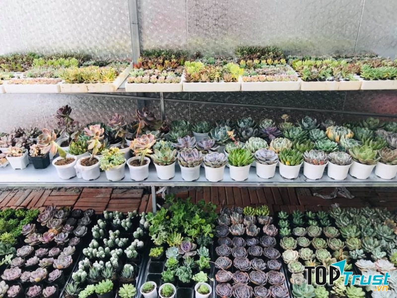 Sen đá với đủ màu sắc và kích thước khác nhau tại Vườn sen đá Bắc Ninh