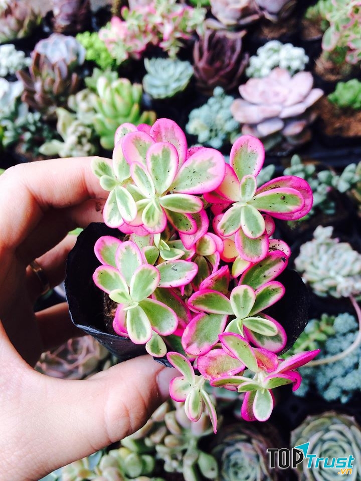 Sen đá siêu độc đáo tại Vườn sen đá Bắc Ninh