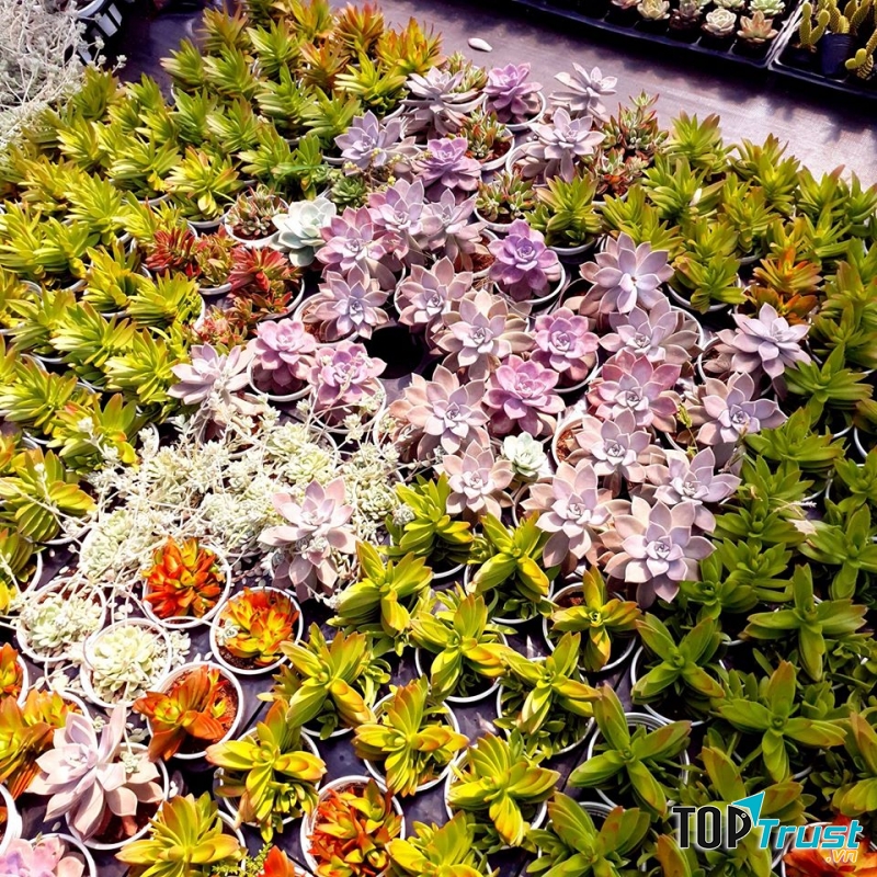 Vườn Sen Đá Glass Garden - Sen Đá Đà Lạt Sỉ Lẻ