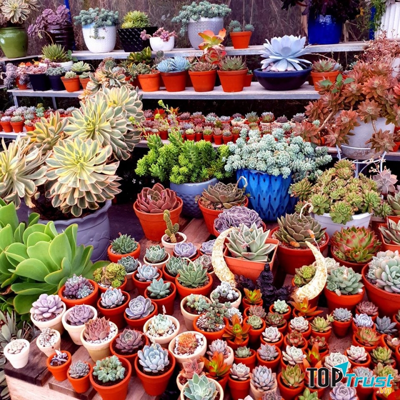 Vườn Sen Đá Glass Garden - Sen Đá Đà Lạt Sỉ Lẻ