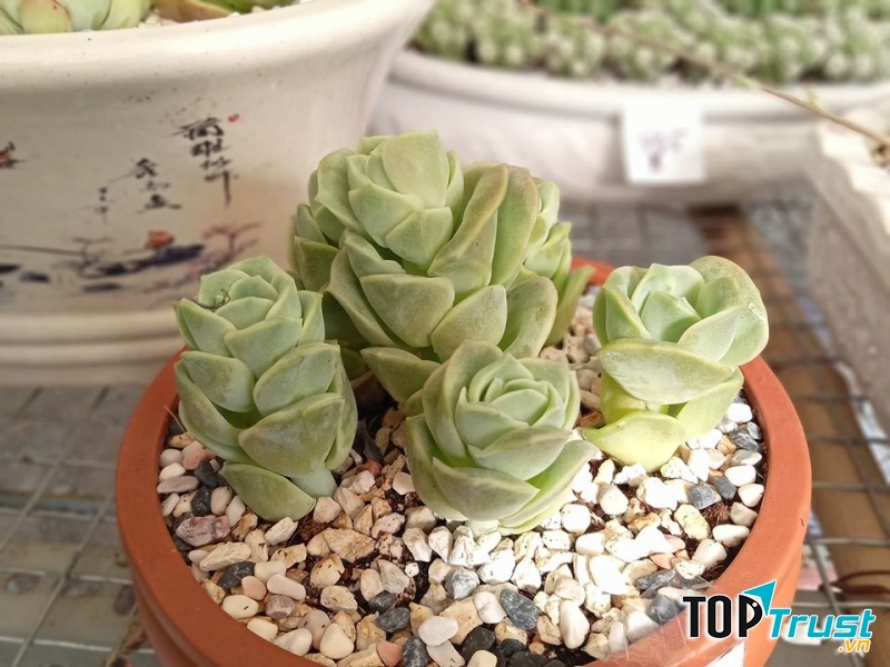 Xương rồng & Sen đá Đức Phổ