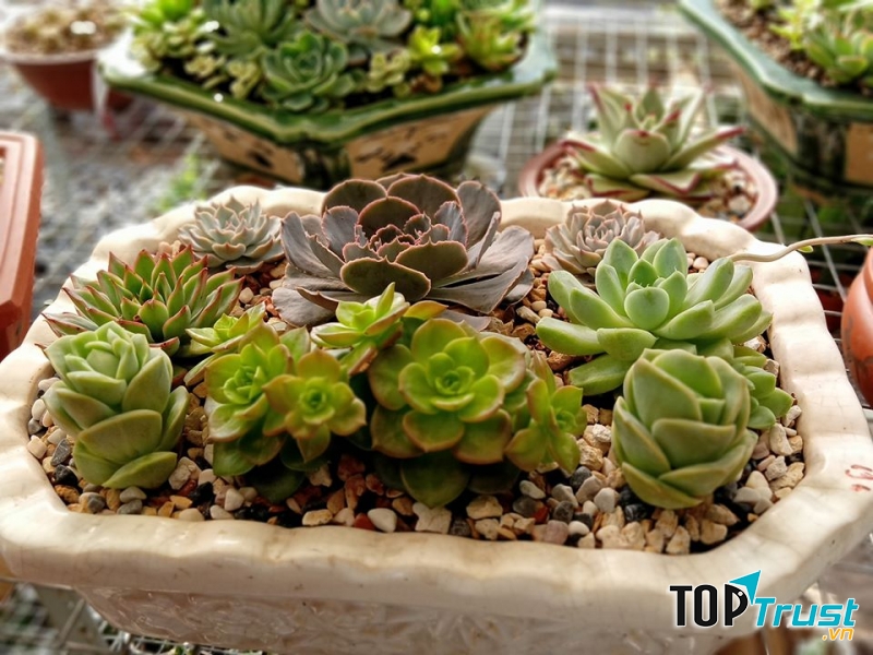 Vườn sen đá Thủ Dầu Một