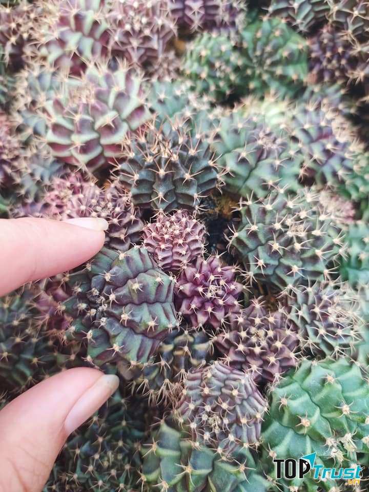 Vườn sen đá Vũng Tàu