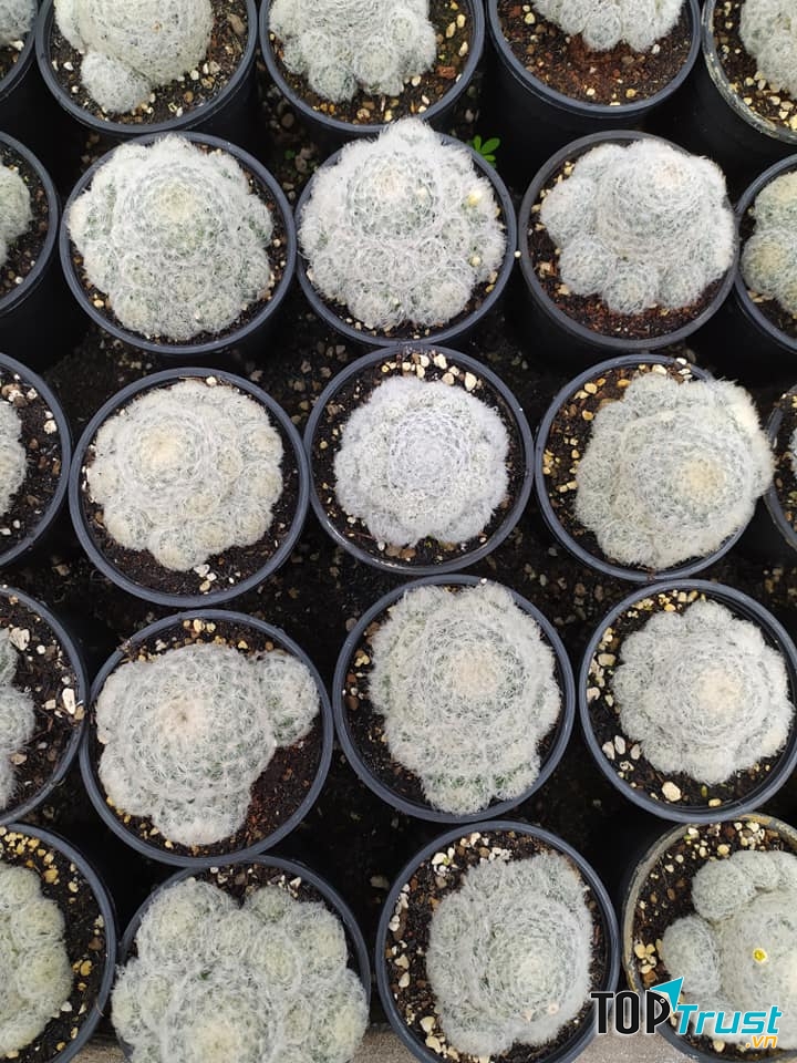 Vườn sen đá Vũng Tàu