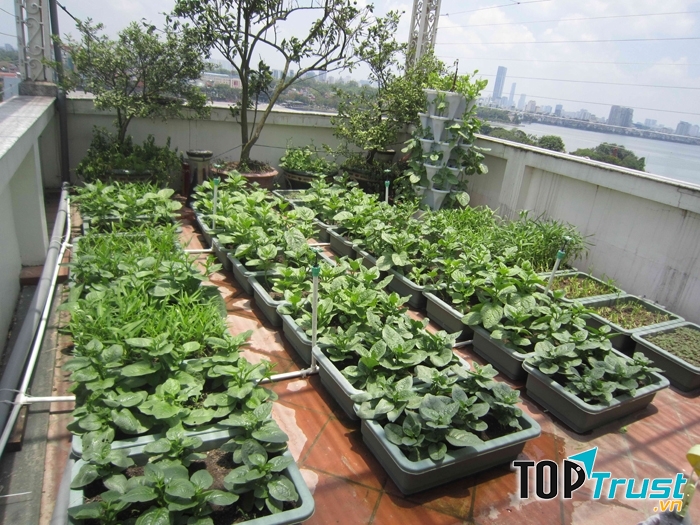 Mô hình trồng rau Vườn Tại Gia