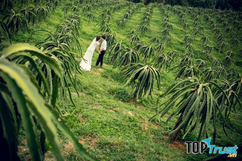 Vườn Thanh Long xanh mơn mởn