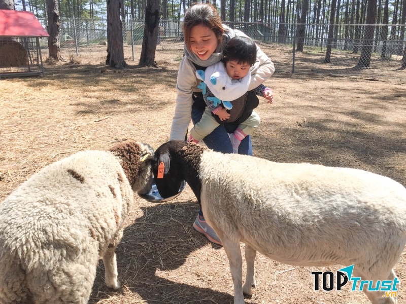 Đến với Zoodoo, du khách sẽ được trải nghiệm cảm giác tiếp xúc gần gũi với những loài vật đáng yêu