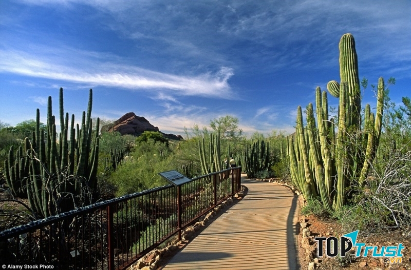 Vườn thực vật Desert