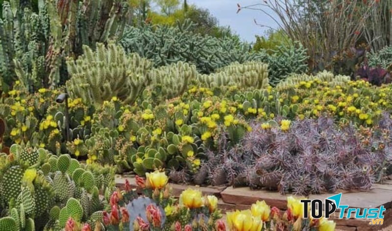 Vườn thực vật Desert