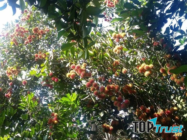 Vườn trái cây Ba Ngói