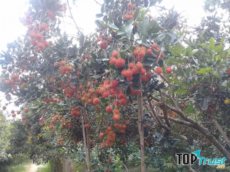 Thăm vườn chôm chôm Bảo Thạch