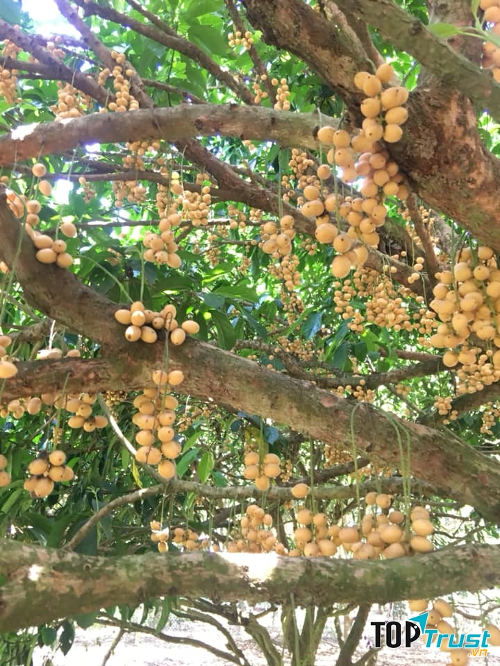 Vườn trái cây Bàu Đồn