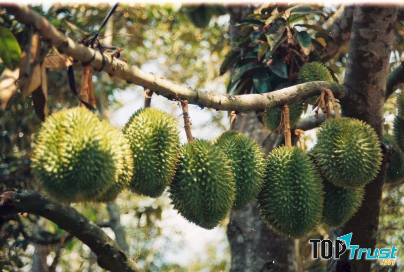 Vườn sầu riêng Bảy Thảo