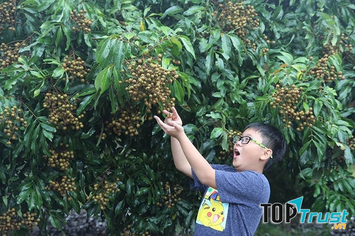 Vườn trái cây Cái Mơn