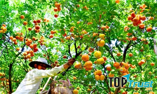 Khu vườn trái cây nổi tiếng nhất nhì Tây Ninh