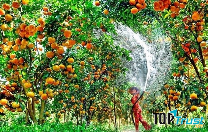 Vườn trái cây Ba Láng thuộc phường Ba Láng, quận Cái Răng, thành phố Cần Thơ