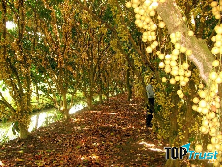Vườn trái cây