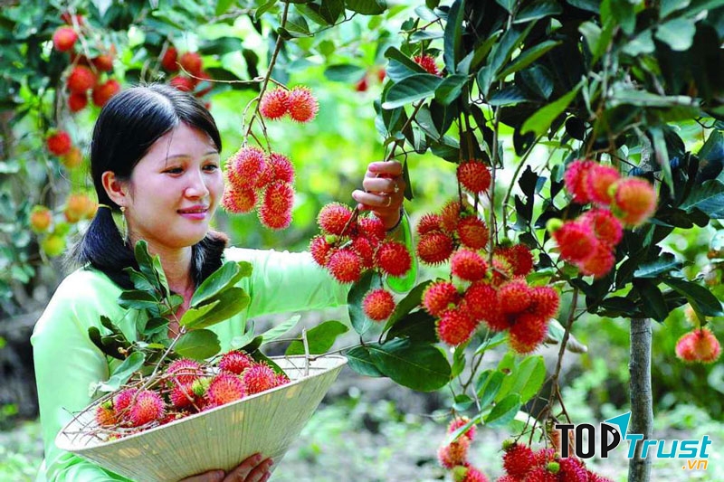 Vườn trái cây Mỹ Khánh