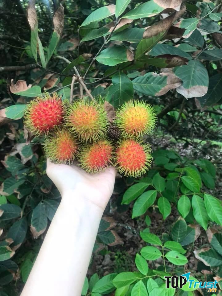 Vườn trái cây Trảng Bàng