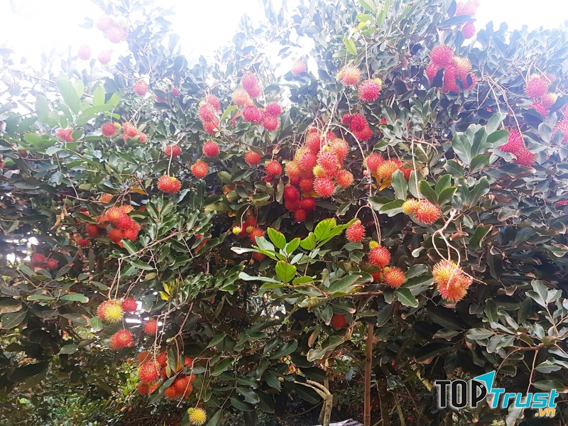 Vườn trái cây Út Phương