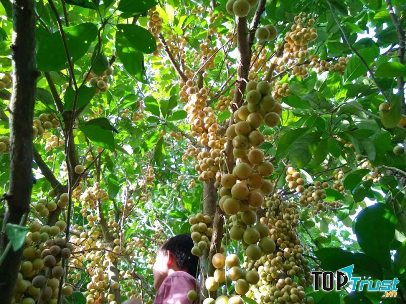 Nếu các bạn đến nơi đây sẽ được thưởng thức tận nơi những trái dâu vàng rực, mọng nước.