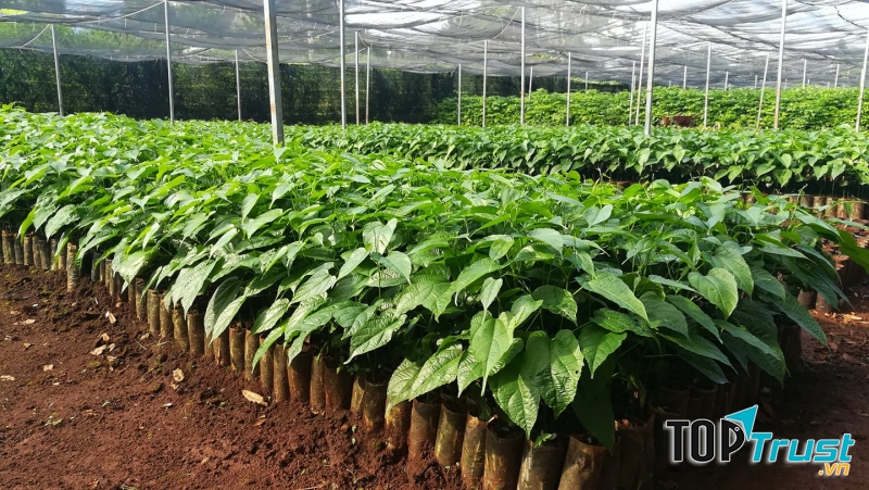 Vườn ươm giống cây trồng Tiến Đạt
