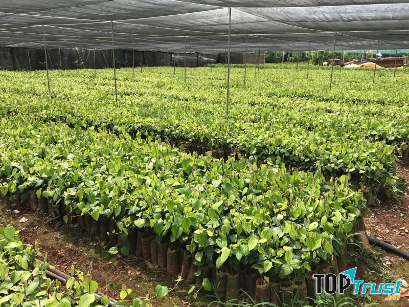 Vườn ươm viện Eakmat