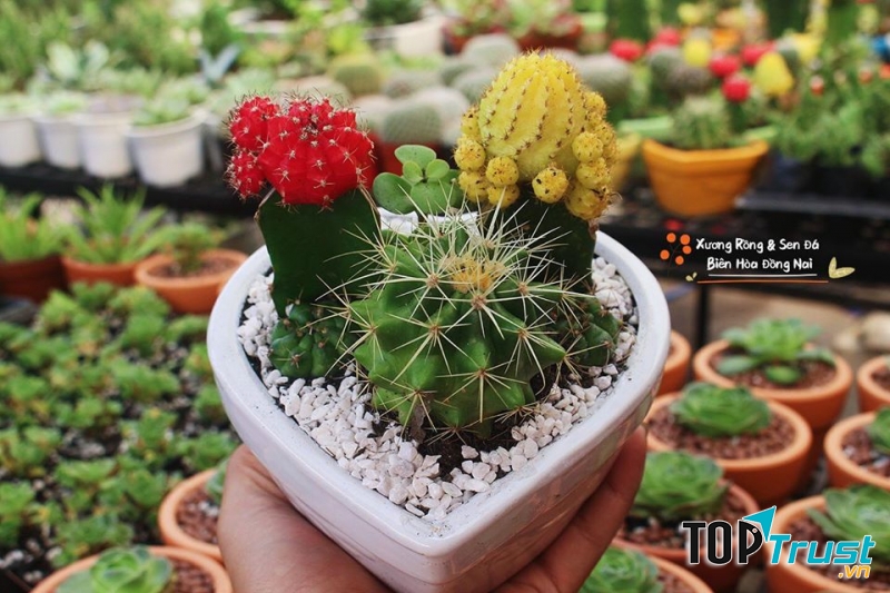 Vườn Xương Rồng Sen Đá - Biên Hòa - Đồng Nai