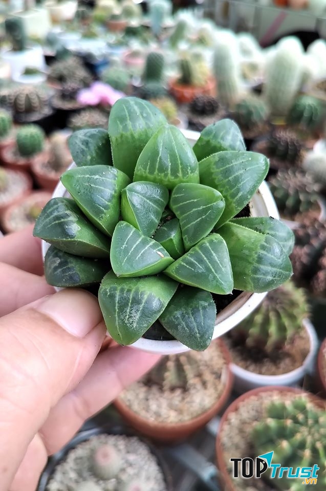 Vườn xương rồng, sen đá Tam Kỳ