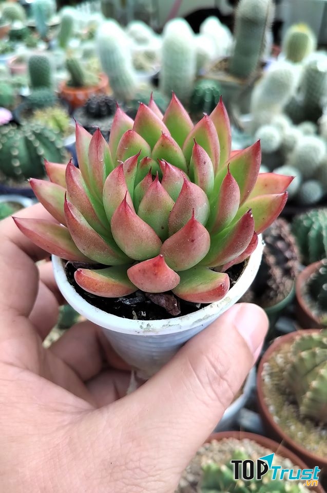 Vườn xương rồng, sen đá Tam Kỳ