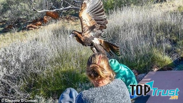 Vương quốc của các loài chim