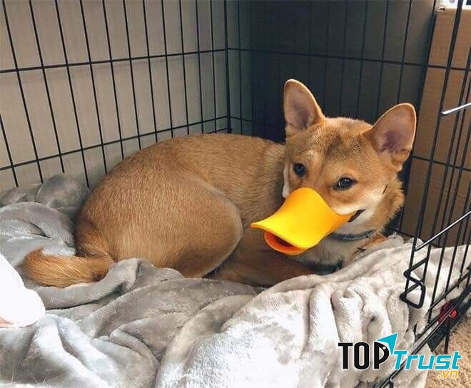 Vương quốc vật nuôi