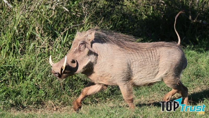 Warthog