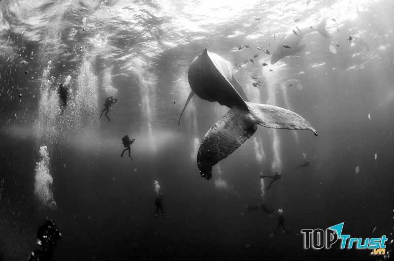Bức ảnh Whale Whisperers  của nhiếp ảnh gia Anuar Patjane Floriuk - Nguồn Internet