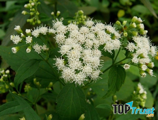 Cây White Snakeroot