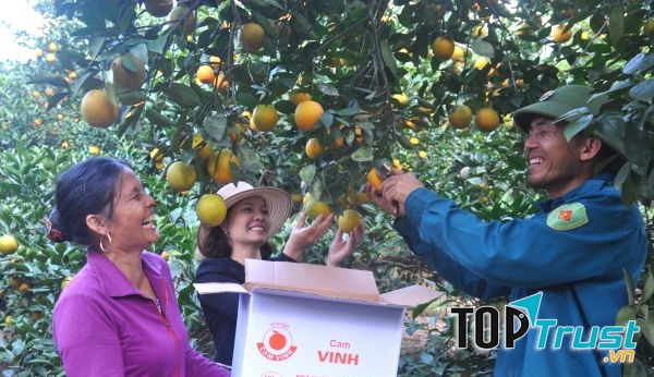 Thu hoạch cam ở xóm Minh Hồ - xã Minh Hợp