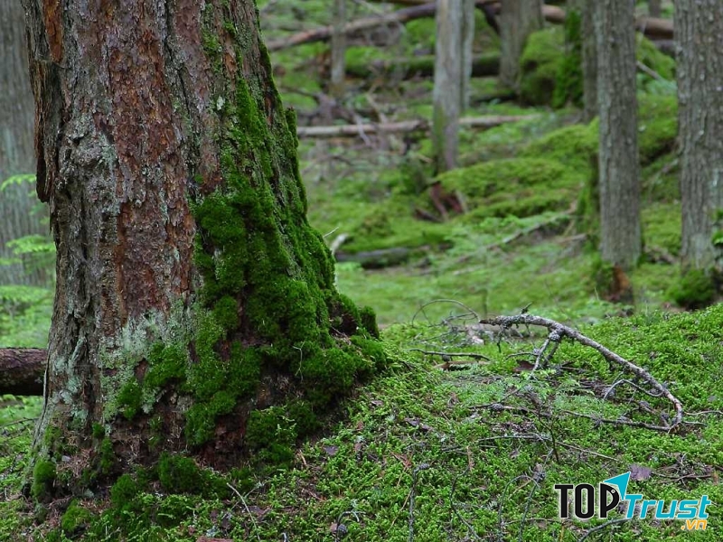 Xác định phương hướng