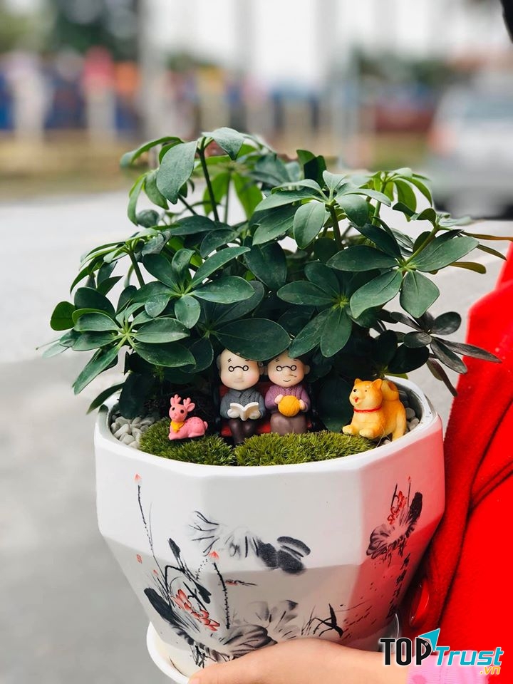 Cây cảnh mini tại Xanh Home