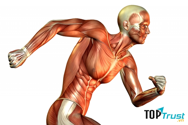 Sữa bò được xem là nguồn dinh dưỡng dồi dào về protein hoàn toàn tự nhiên