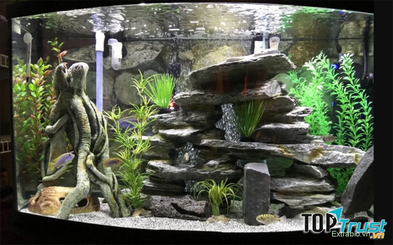 Nếu nhà bạn chật hẹp, bạn hoàn toàn có thể mua hồ kính để nuôi cá.