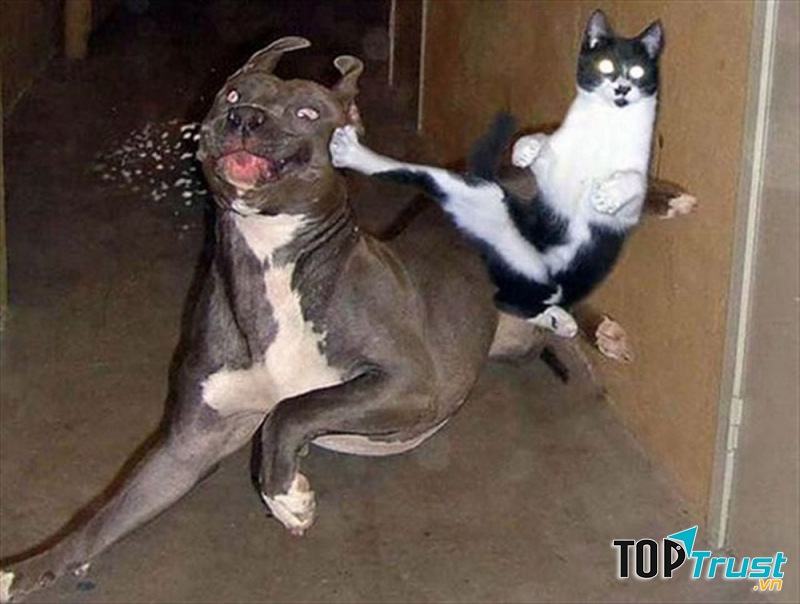 Xem mình là chúa tể muôn loài