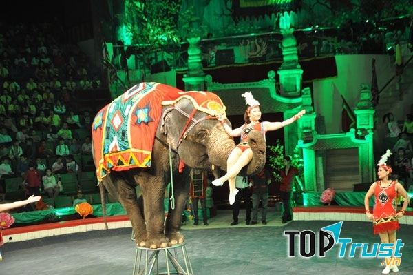 Xiếc voi mang lại giây phút thư giãn tuyệt vời cho bé yêu của bạn