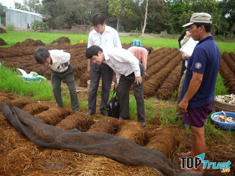 Xếp mô và rắc meo giống
