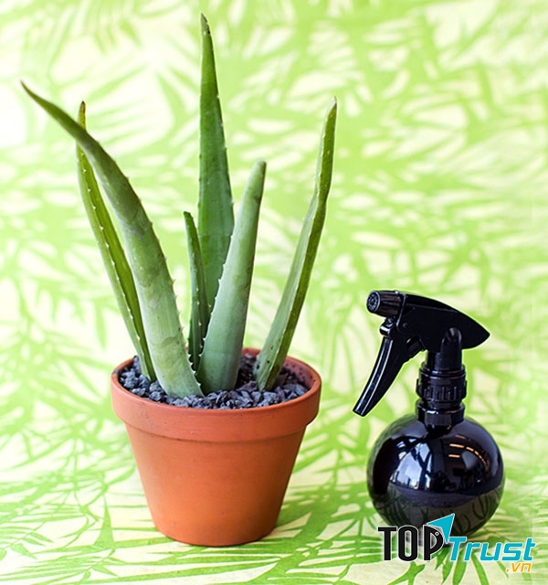 Xịt khoáng được đặc chế từ nha đam cho da căng mịn, hồng hào